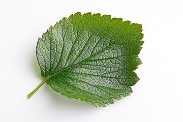Fototapeta premium A single leaf captured in detail on a clean white background, ideal for use as a design element or illustration