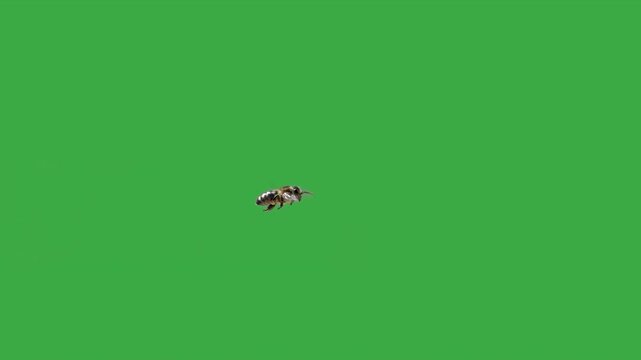 beautiful bee in flight on green screen slow motion