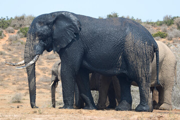 Fototapeta premium Large African Elephant bull covered in mud