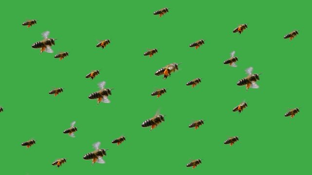  swarm of bees flying on a green screen