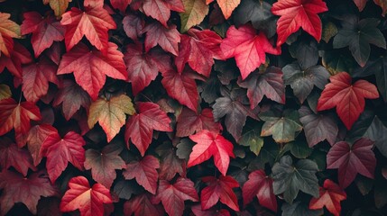 A close-up view of a wall overgrown with red and green leaves