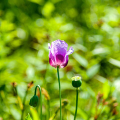 Poppy Flower and Seed Pod on a Summer Day with Greenery in the Background