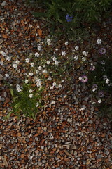 Kwiaty na tle kruszonego betonu 