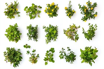 A collection of diverse plant species arranged on a clean white surface