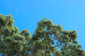 Oak branch shot from below, blue sky in the background.