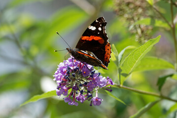 Red admiral butterfly (Vanessa Atalanta) perched on summer lilac in Zurich, Switzerland