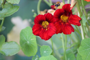 Obraz premium dark red garden flowes