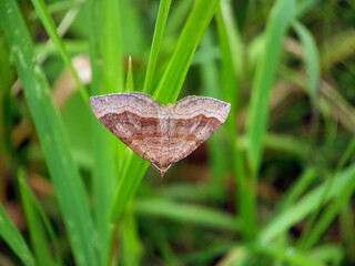 butterfly in summer garden