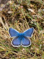 Silver-studded Blue Butterfly. Wings Open.