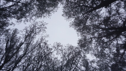 trees and sky