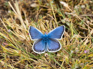 Silver-studded Blue Butterfly. Wings Open.