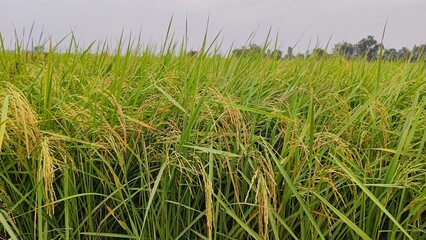 paddy grass in the morning