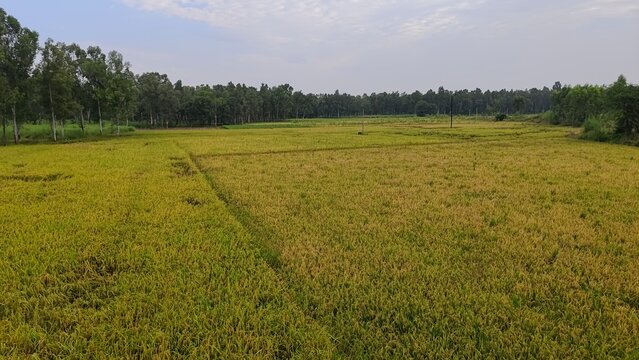 golden pady field 