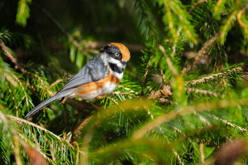 Black throated tit in a pine tree