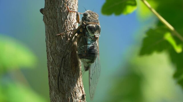 A cicada sits on a tree at summer, closeup shot. Singing loudly to call the female. Intense buzzing of cicadas. Cicada Lyristes plebejus. Selective focus