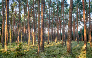 Photo of a pine forest at sunset.