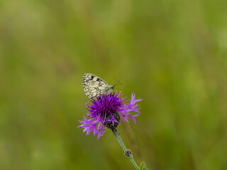 Marble White Butterfly on Centaurea Montana Cornflower