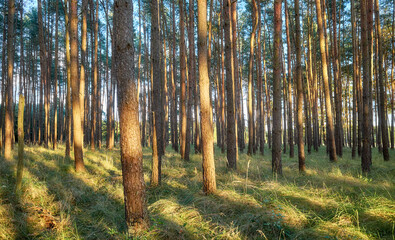 Obraz premium Photo of a pine forest at sunset.