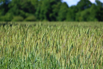 green wheat field background