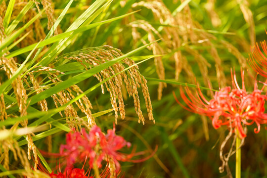 red spider lily and rice paddies, autumn scenery