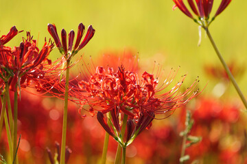 Sunset of Red spider lilies,lycoris ,radiata