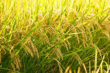 Ear of rice plant in autumn,harvest