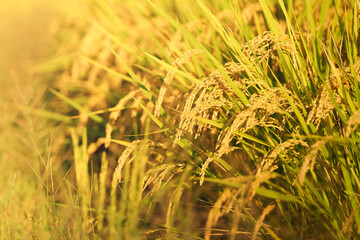 Ear of rice plant in autumn,harvest