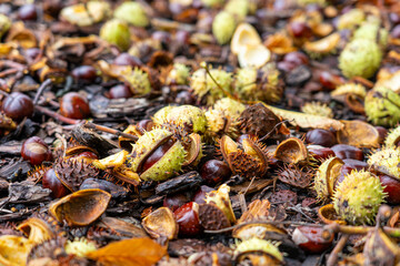 chestnuts in the duff warm autumn fall background