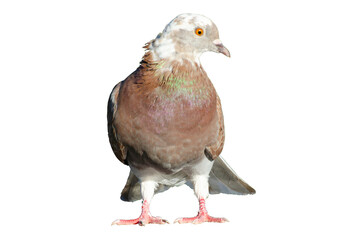 Full body of standing pigeon bird isolated on transparent background.