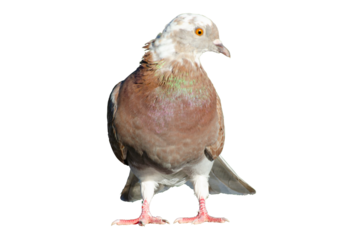 Full body of standing pigeon bird isolated on transparent background.