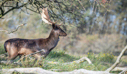 Beautiful brown male fallow deer standing in grassland in the Amsterdamse waterleidingduinen, the Netherlands. Tree trunks are lying in foreground. Amazing male deer with big antlers. Mating season. R