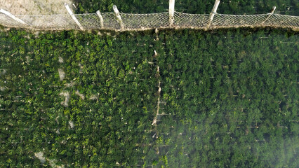 Seaweed farm on the coast of Nusa Penida. Growing edible seaweed on the beach, flying over the farm © OlTarakanov