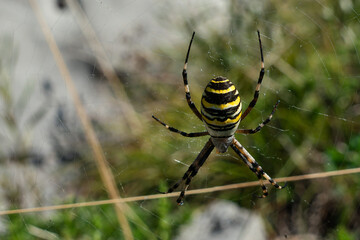 Close-up of a wasp spider in its web.