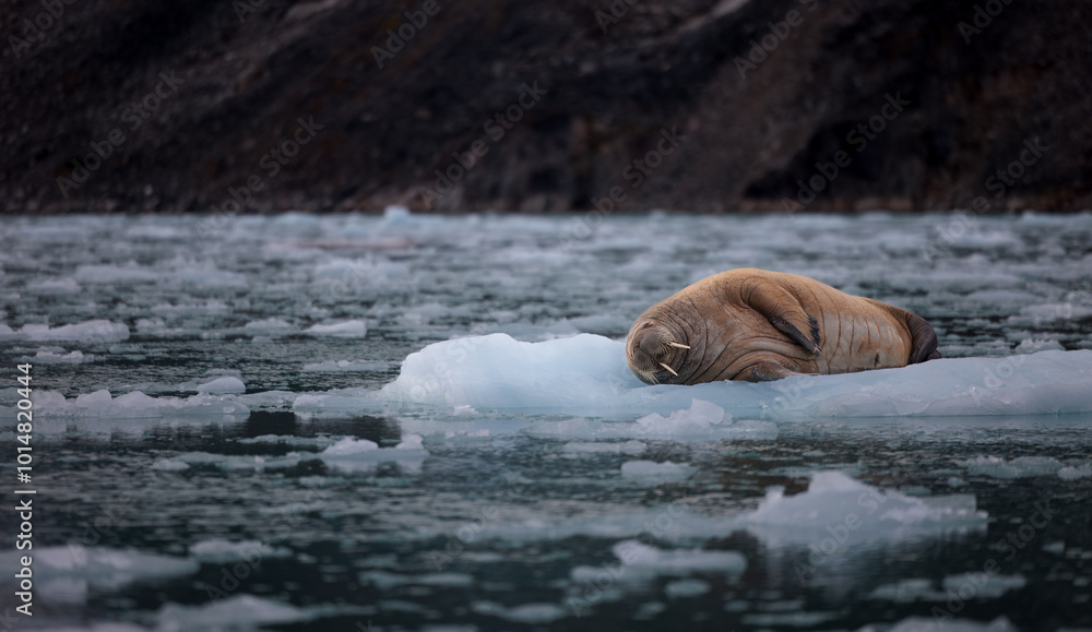 Wall mural walrus minding his own business on ice