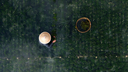 Man working on seaweed farm, top view of harvesting edible seaweed © OlTarakanov
