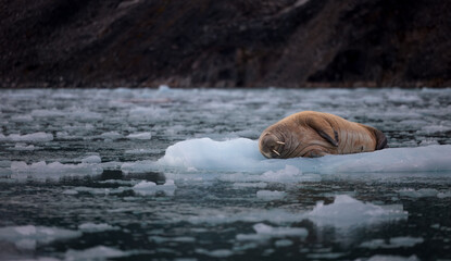 Walrus minding his own business on ice