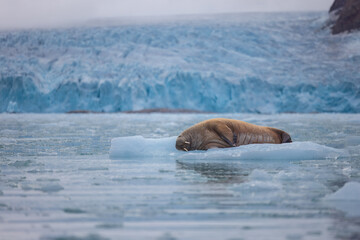 Walrus minding his own business on ice