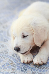 Eight-Week-Old Golden Retriever Puppy Resting on Mosaic Floor. The puppy, with soft, light-colored fur, is lying down comfortably, appearing relaxed. Its eyes are partially closed, and its small paws 