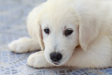 An eight-week-old Golden Retriever puppy is lying on a tiled floor. The puppy has soft, fluffy fur that is predominantly white and gives it a youthful appearance. Its dark eyes display curiosity and p