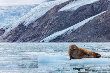 Walrus minding his own business on ice