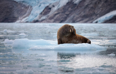 Walrus minding his own business on ice