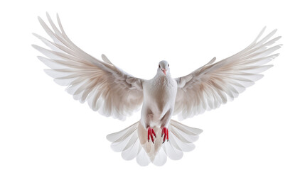 Fototapeta premium Majestic Bird in Flight Showcasing Its Elegant Wings and Form