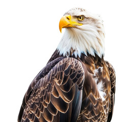 Fototapeta premium Majestic Bald Eagle Showcasing Its Distinctive Feathers and Head