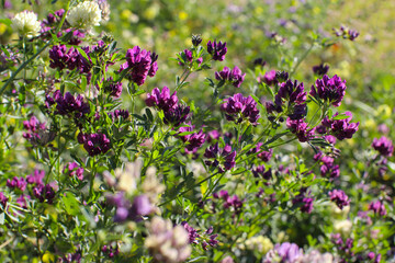 Alfalfa field on a sunny summer day