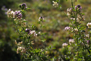 Alfalfa field on a sunny summer day