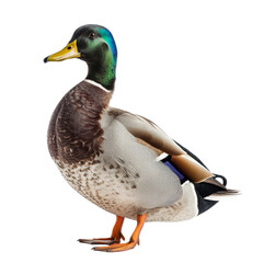 Obraz premium Male Mallard Duck Standing Elegantly in a Natural Pose.