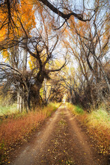 Autumn road