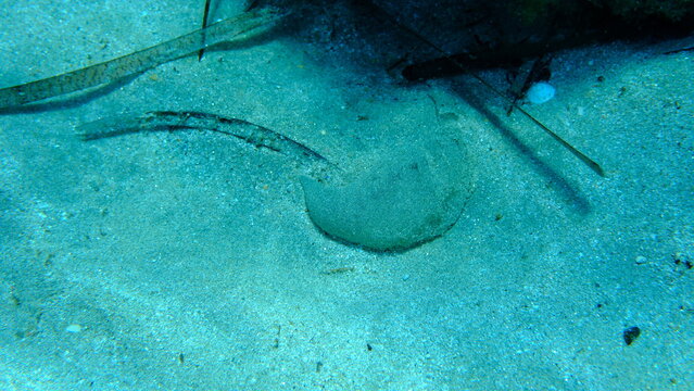 Eggs of lugworm or sandworm (Arenicola sp. marina var.) in protective sheath undersea, Aegean Sea, Greece, Syros island, Azolimnos beach