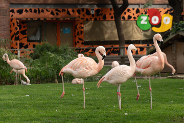 Flamencos del Zoo