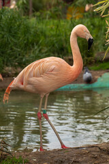 Flamencos del Zoo